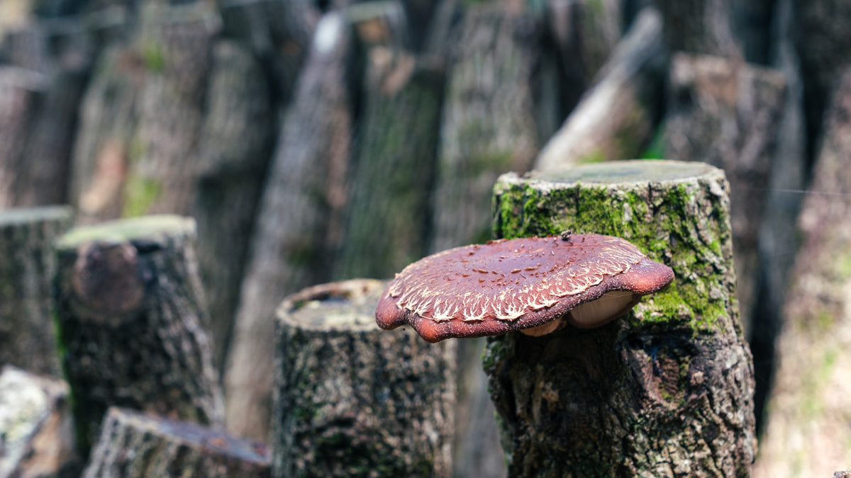 Shiitake – skogens umami